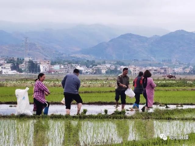 在希望的田野上高清图片,在希望的田野上的视频