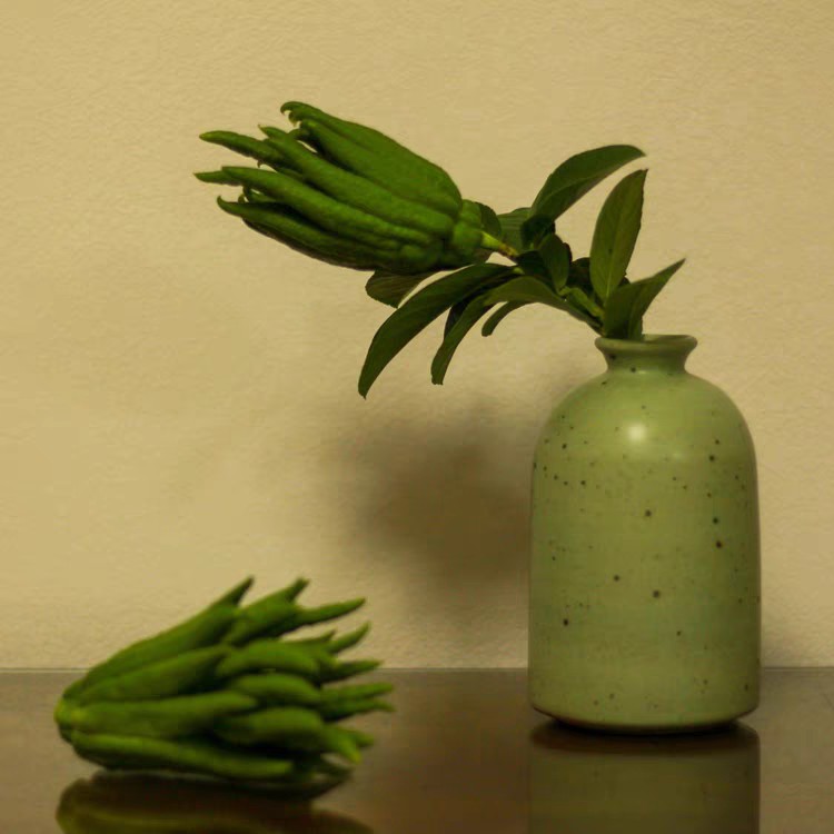 小时候怎么没听说过佛手瓜,佛手瓜和佛手不是一种东西吧