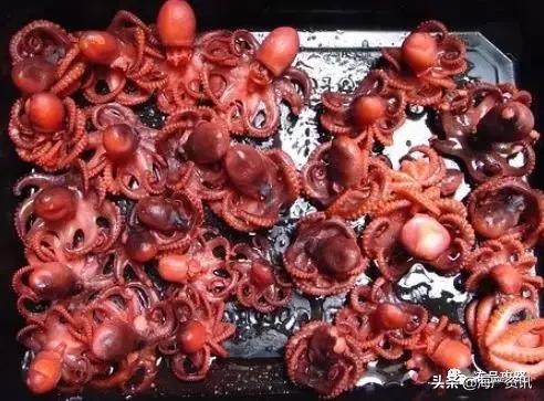 八爪鱼章鱼鱿鱼墨鱼乌贼哪种好吃,章鱼八爪鱼鱿鱼墨鱼乌贼怎么区分