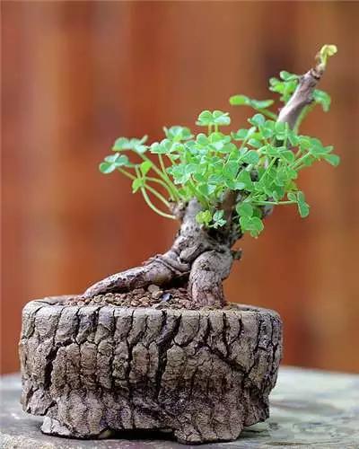 多肉大师手绘花盆,多肉顶级玩家