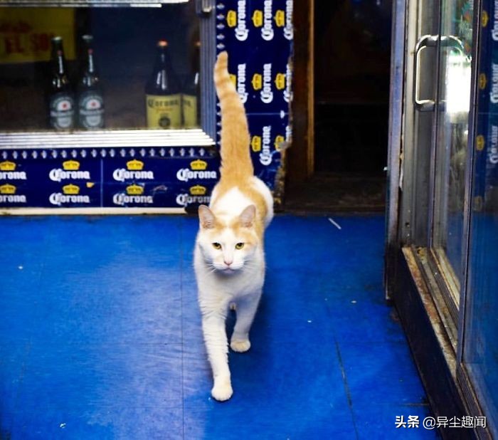 30只模样太霸气「比老板更像老板」的可爱店喵