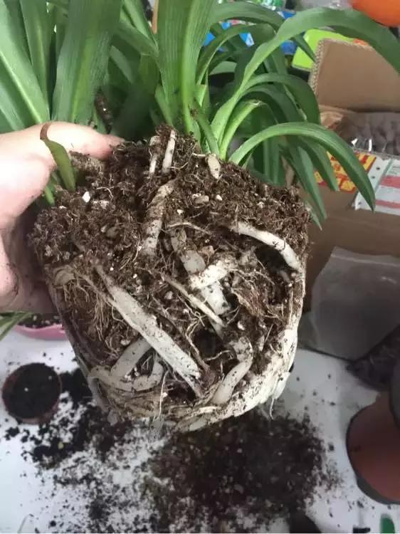 绿萝吊兰爱“吃土”，2年盆土“吃光光”，说啥也要换土！