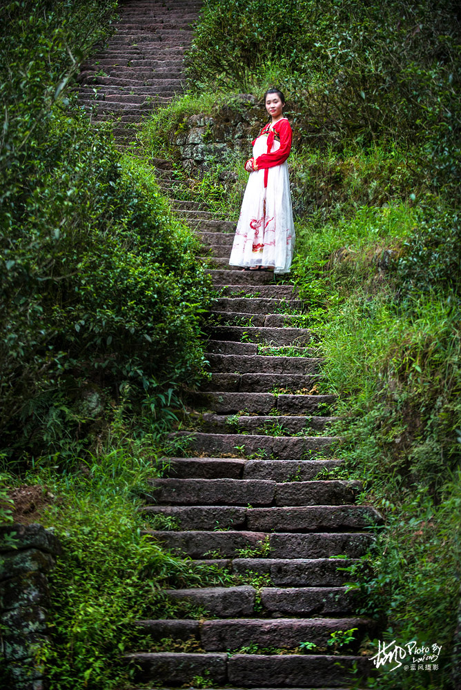 武夷山大红袍茶树,武夷岩茶一级大红袍多少钱