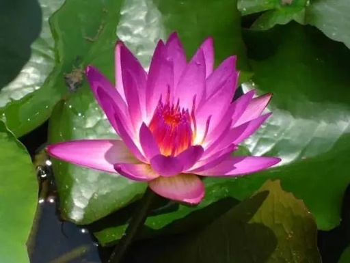 世界十大罕见花卉,世界名贵花卉高清大图