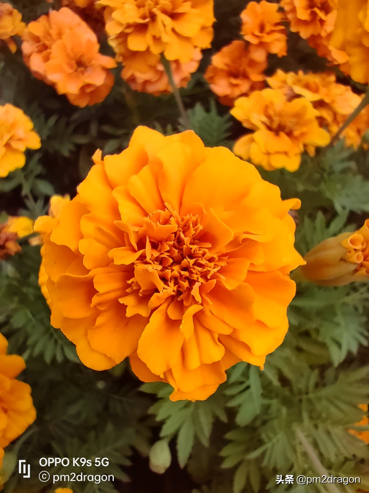 手机oppok9x画质测评,oppok9s和红米note10pro哪个好