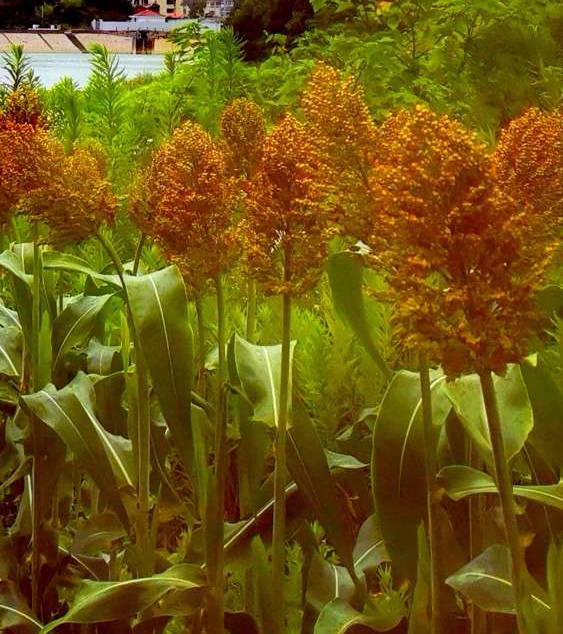 丰收时节，田间地头摇曳的红色黍穗，是难忘的童年意象