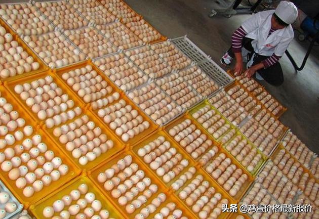 2022年河北馆陶市场今日鸡蛋价格,鸡蛋价格早报2021年10月23日
