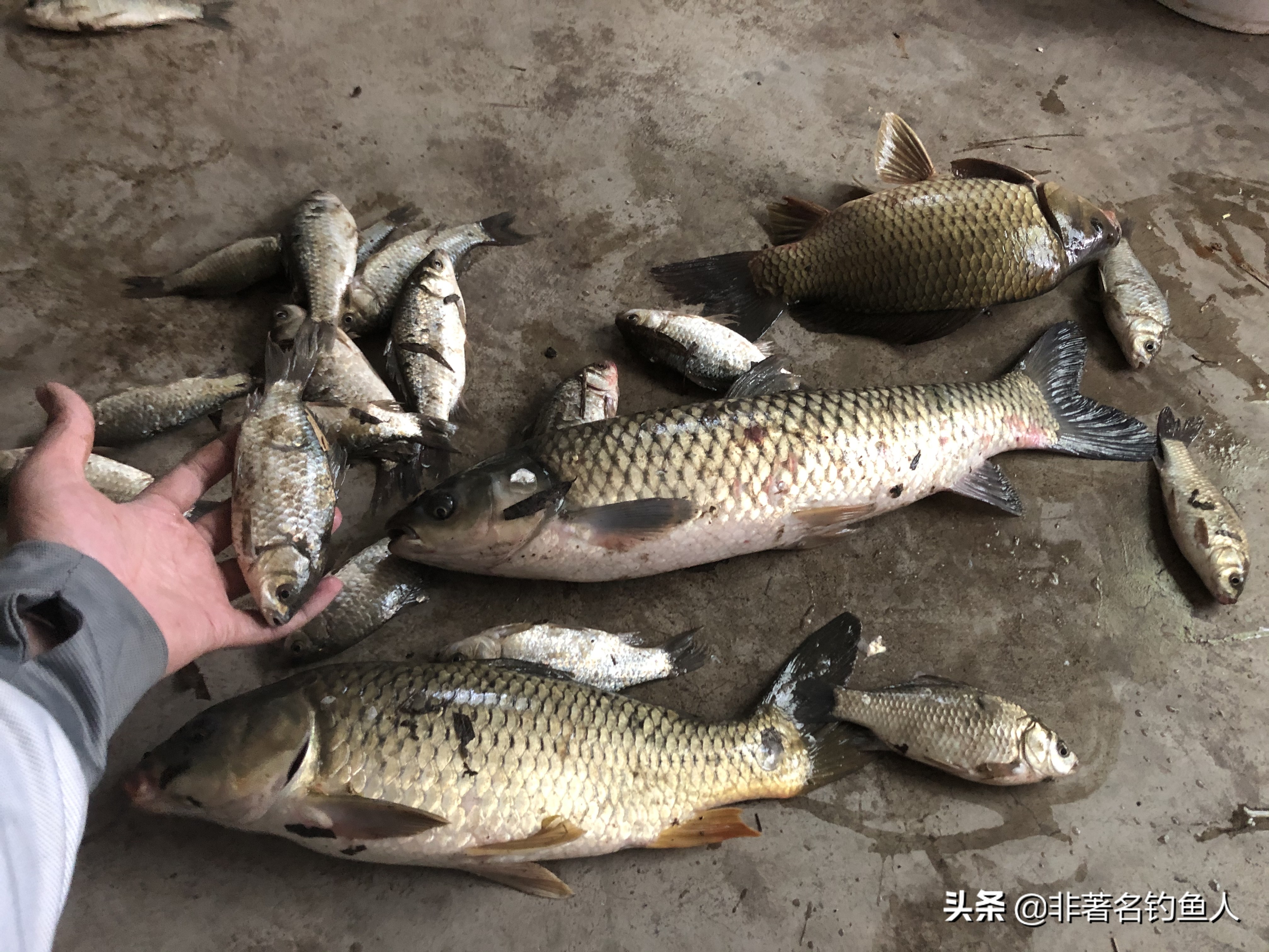 传统钓鱼技巧七星漂调漂,七星漂逗钓调漂的正确方法与技巧