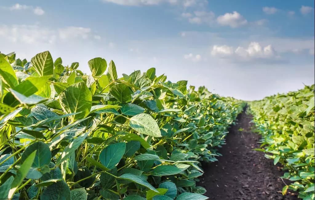 中国是否允许使用转基因大豆,中国允许转基因大豆生产吗