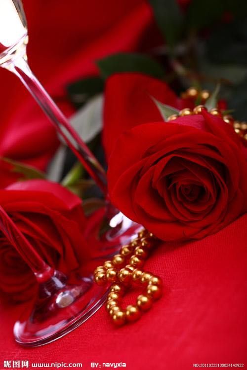 手机壁纸玫瑰花高清图片全屏,三枝玫瑰花一只手手机全屏壁纸