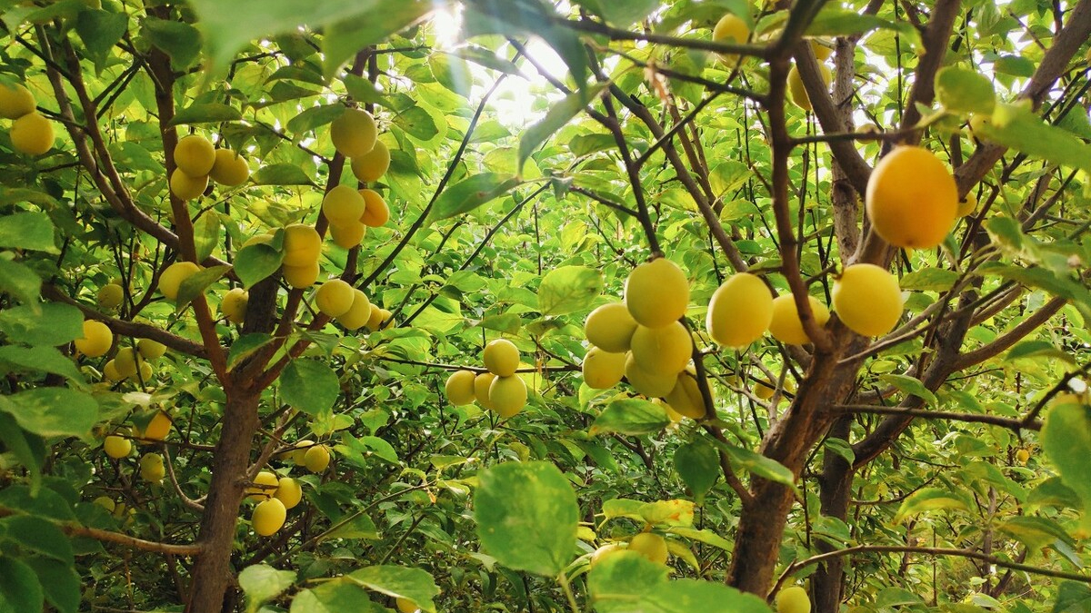小扇引微凉，悠悠夏日长。四首古诗词，带你走入古时的端午佳节