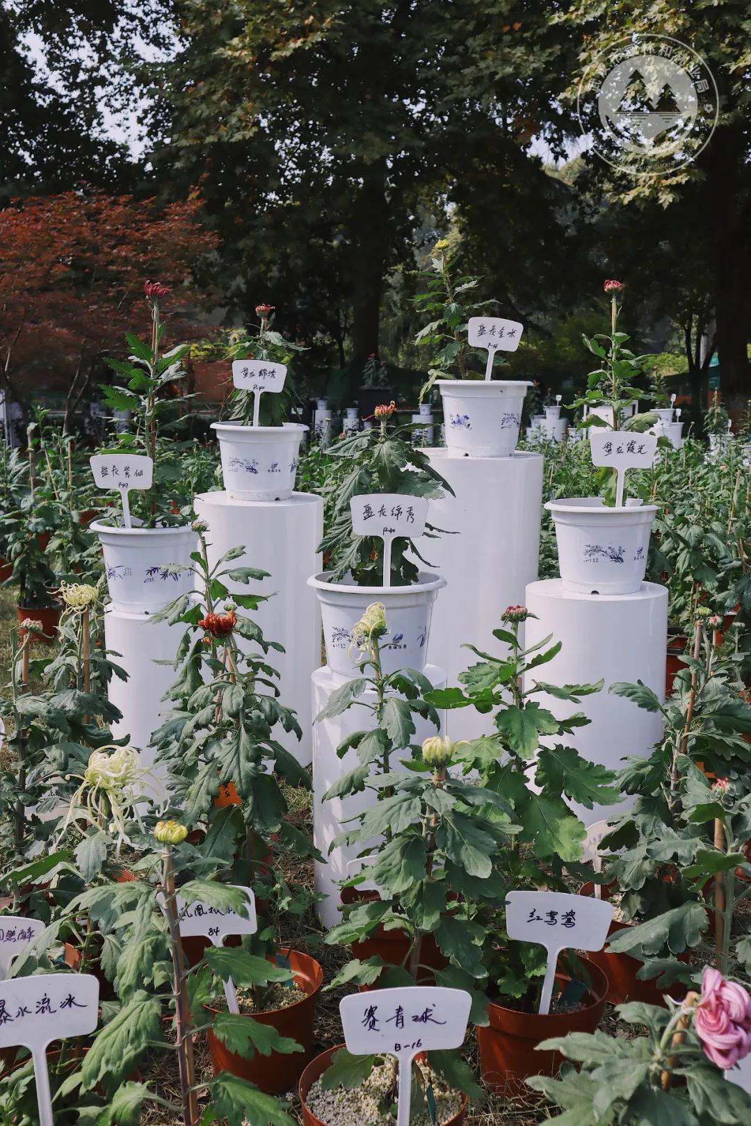 金秋时节菊展赏菊,趁着周末逛菊展