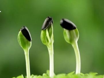 古人七言对联描写春天,诗词对联写春天