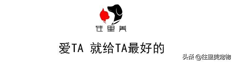 想要养只狗要做什么准备,要想养好一只狗怎么养