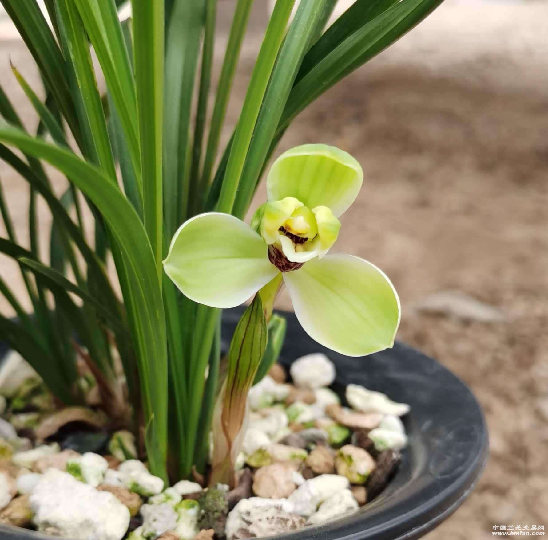 最好养的兰花四季兰,最好养的兰花四季兰品种