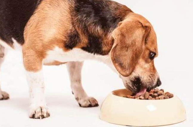 什么样的狗狗最好养也最好看,狗狗最省心最好养的8种狗