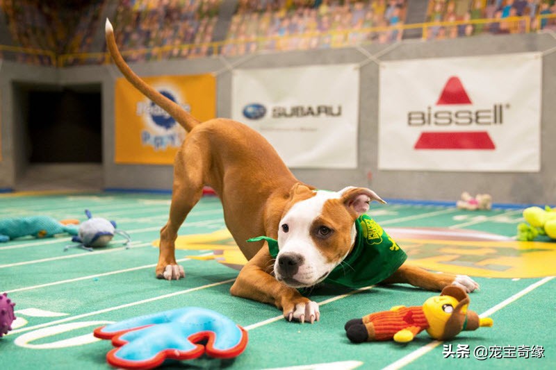 狗狗飞球比赛世界纪录,美国狗狗选美大赛