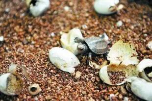 灏忎箤榫熷潥寮哄巻闄╄,灏忎箤榫熸捣娲嬪巻闄╄