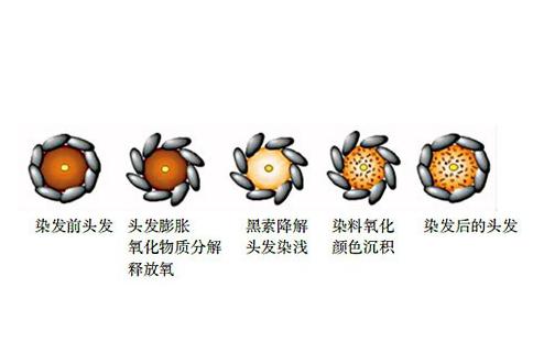 头发干枯毛躁怎么护发,头发很干枯毛躁怎么办用什么护发
