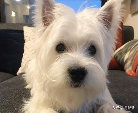 西高地白梗长大毛会多吗,纯种西高地白梗掉毛吗