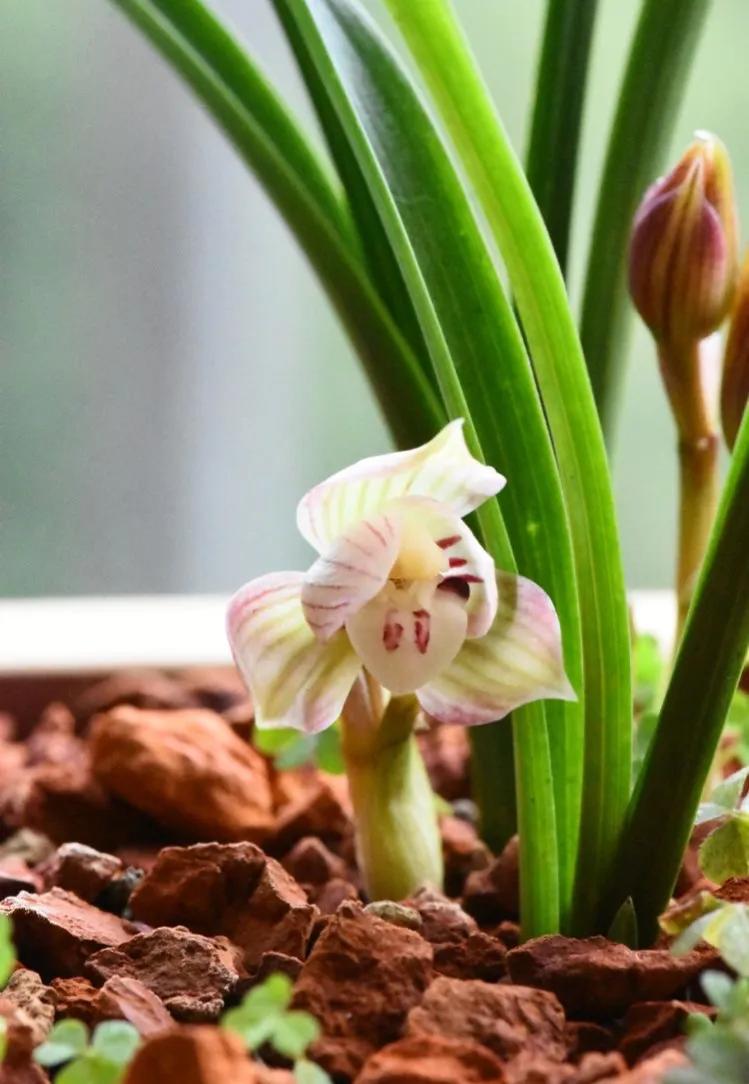 “四君子之一”贵到能买一套别墅