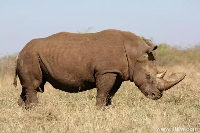 犀牛奇蹄目犀科动物,犀牛体格威猛是一种珍贵动物
