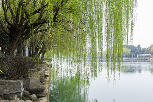 「趣说方言⑦」湖北为何把“柳树”称为“杨树”？