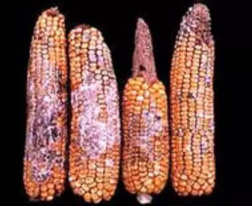 很多养猪人不知道：我们常说的霉菌毒素，其实有6种毒！