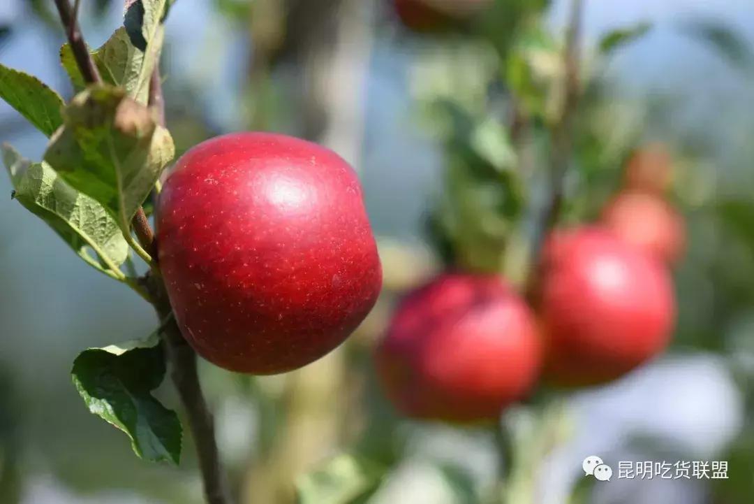 昆明采摘一日游,昆明采摘游