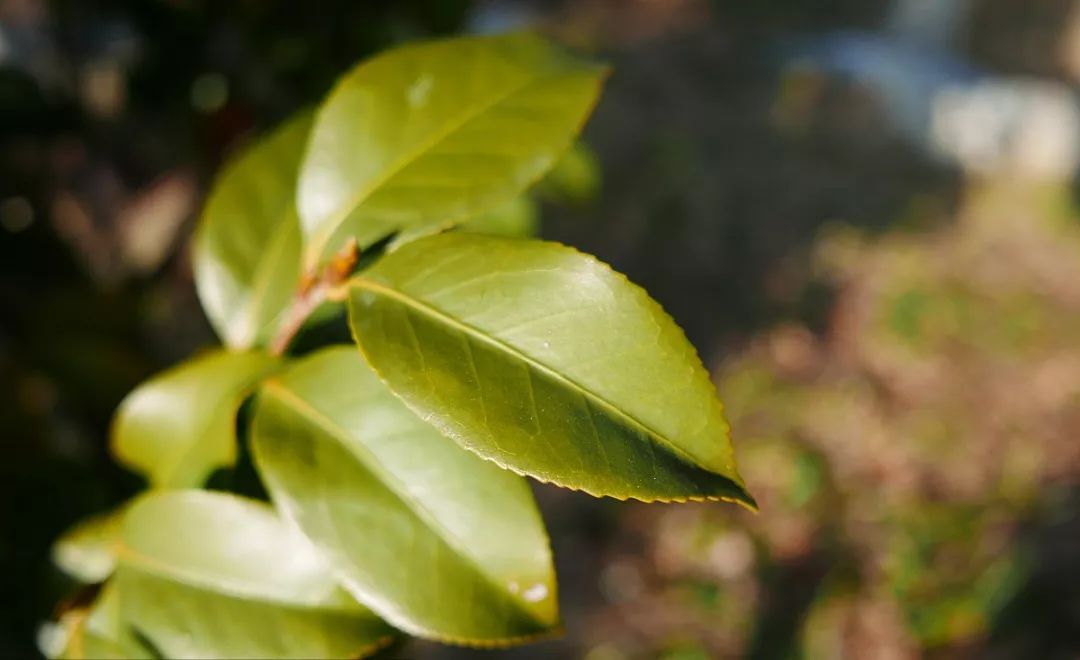 懒人山茶花,山茶花日常