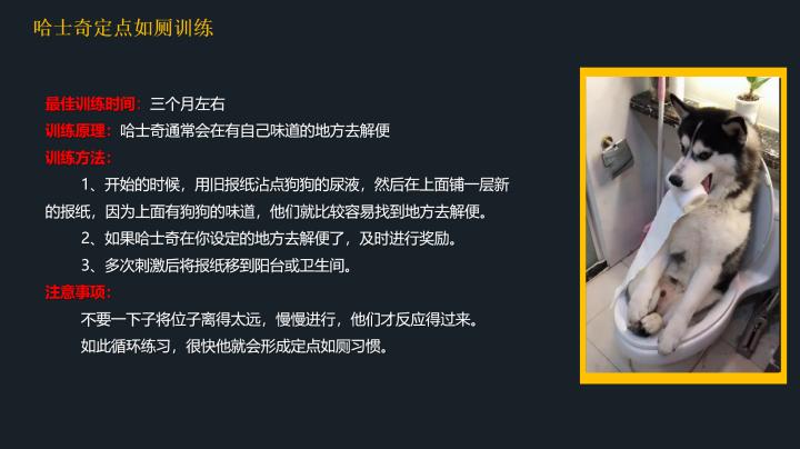 哈士奇到底应该怎么养,20天左右的哈士奇怎么喂养