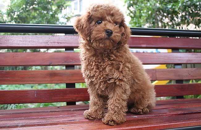 宠物的残忍手术,宠物医院对宠物残忍的手术