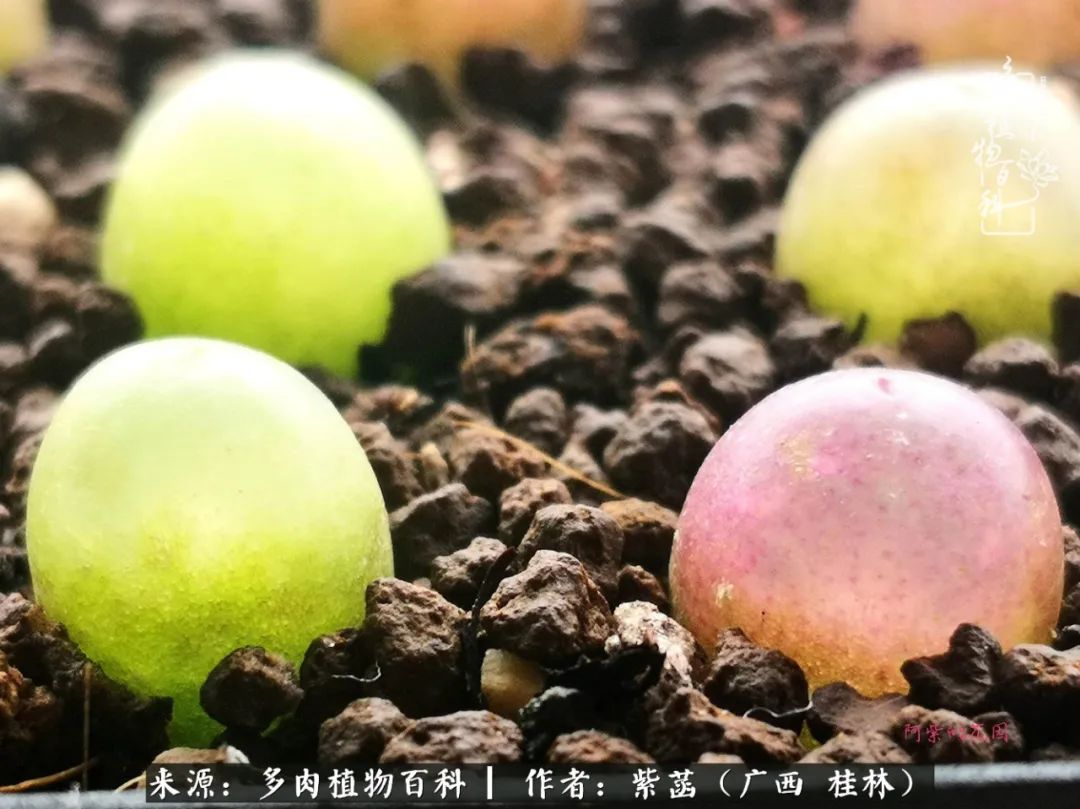 如何在夏天买的多肉度夏,多肉度夏好帮手