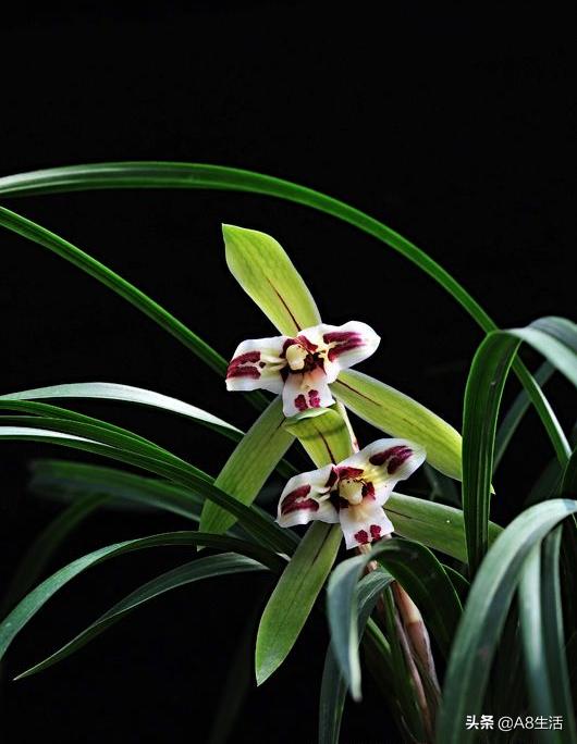 中国兰花名品录,春兰兰花名品大全