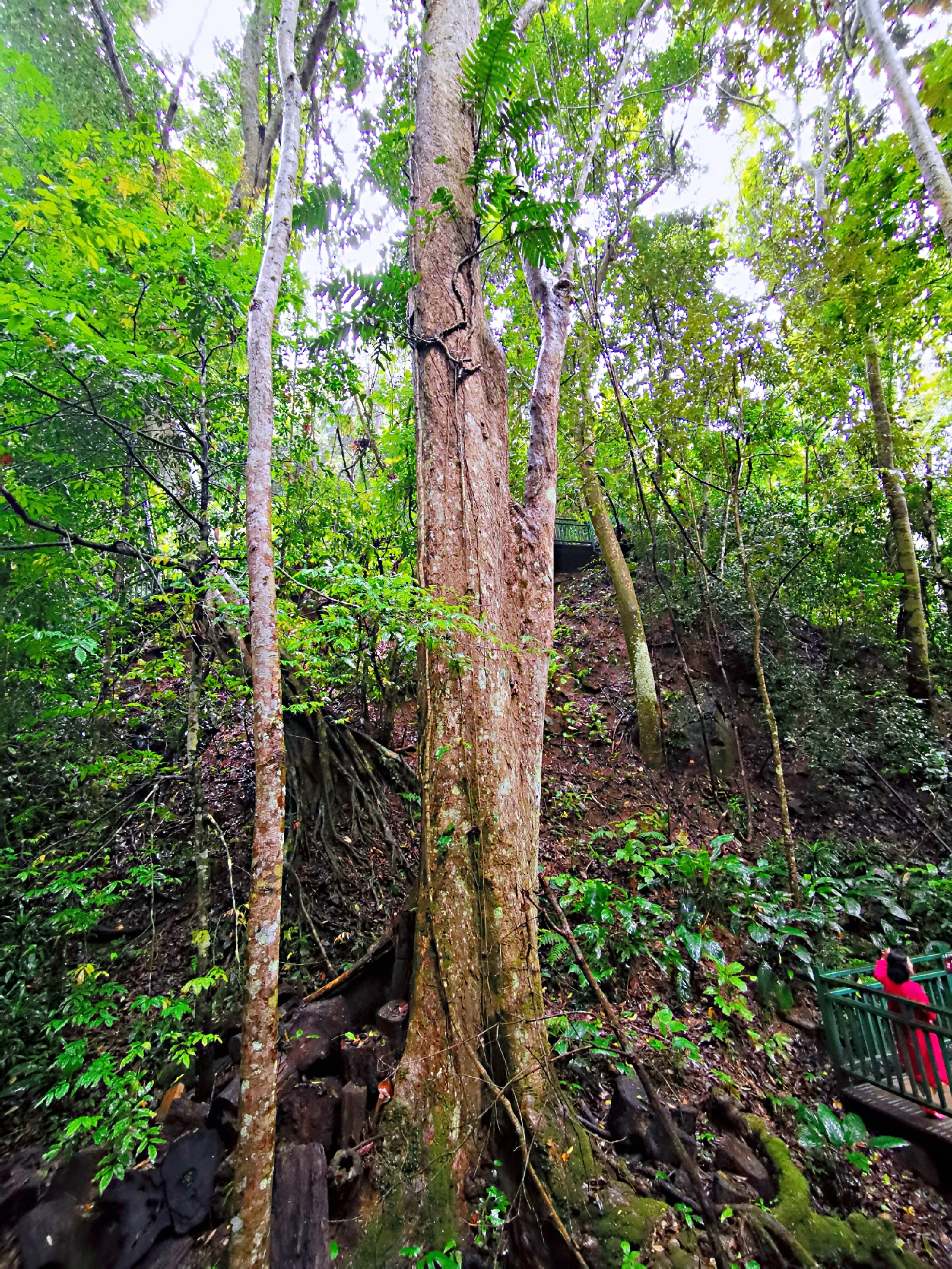 了解西双版纳的风俗和民族文化,西双版纳哈尼族特点民族文化