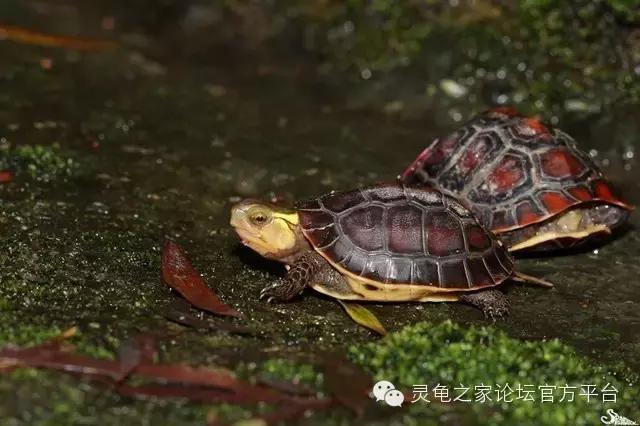 黄缘闭壳龟母龟产蛋年份,黄缘闭壳龟算高端龟吗