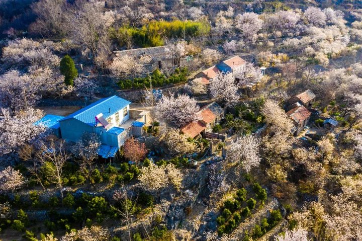 日照最美桃源,寻找最美春天日照惊艳全城