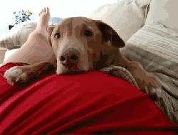 狗狗被孕妈肚子里的宝宝踢了一脚,狗狗怀孕宝宝踢肚子会生吗