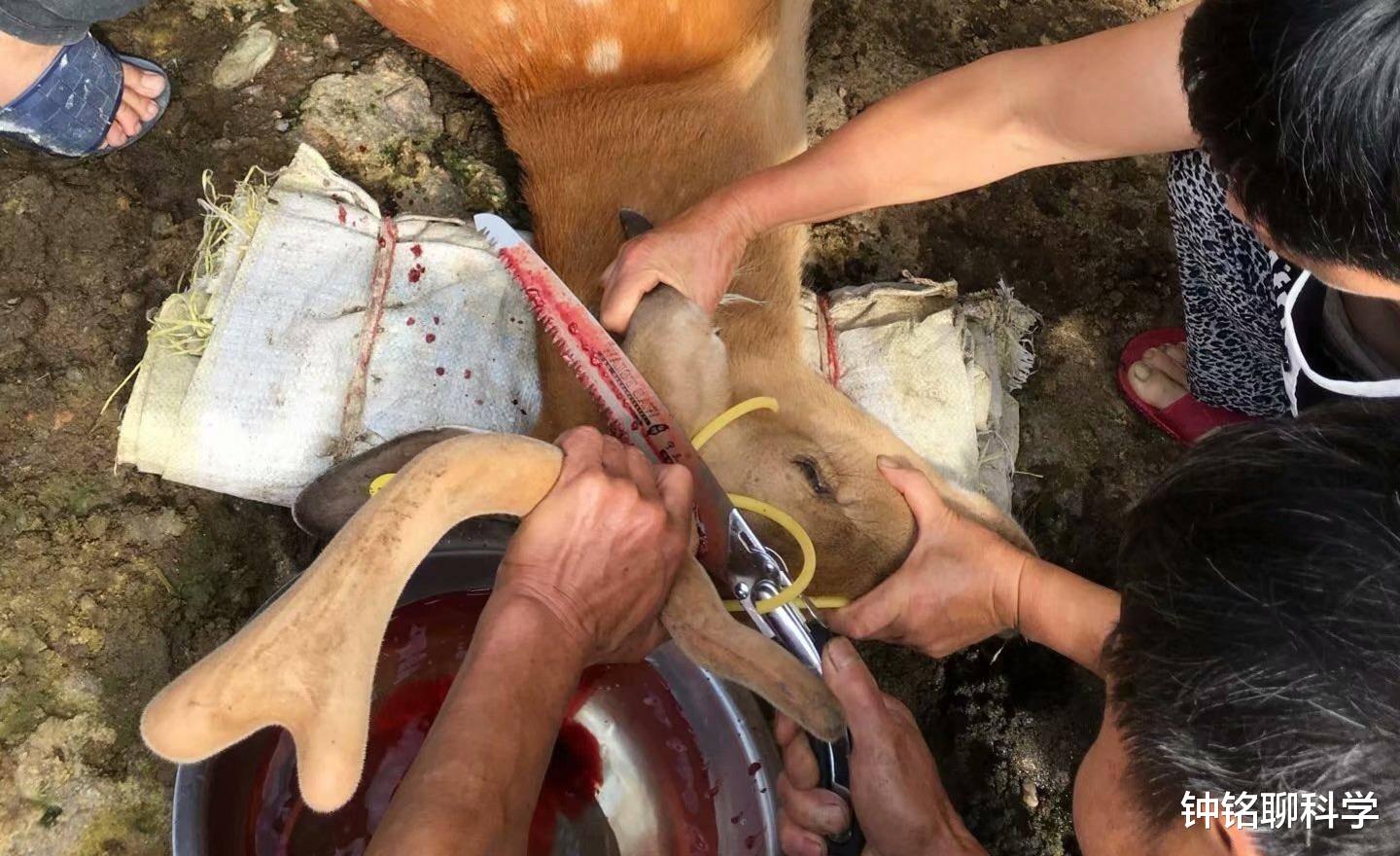 鹿茸基本常识介绍,鹿茸知识