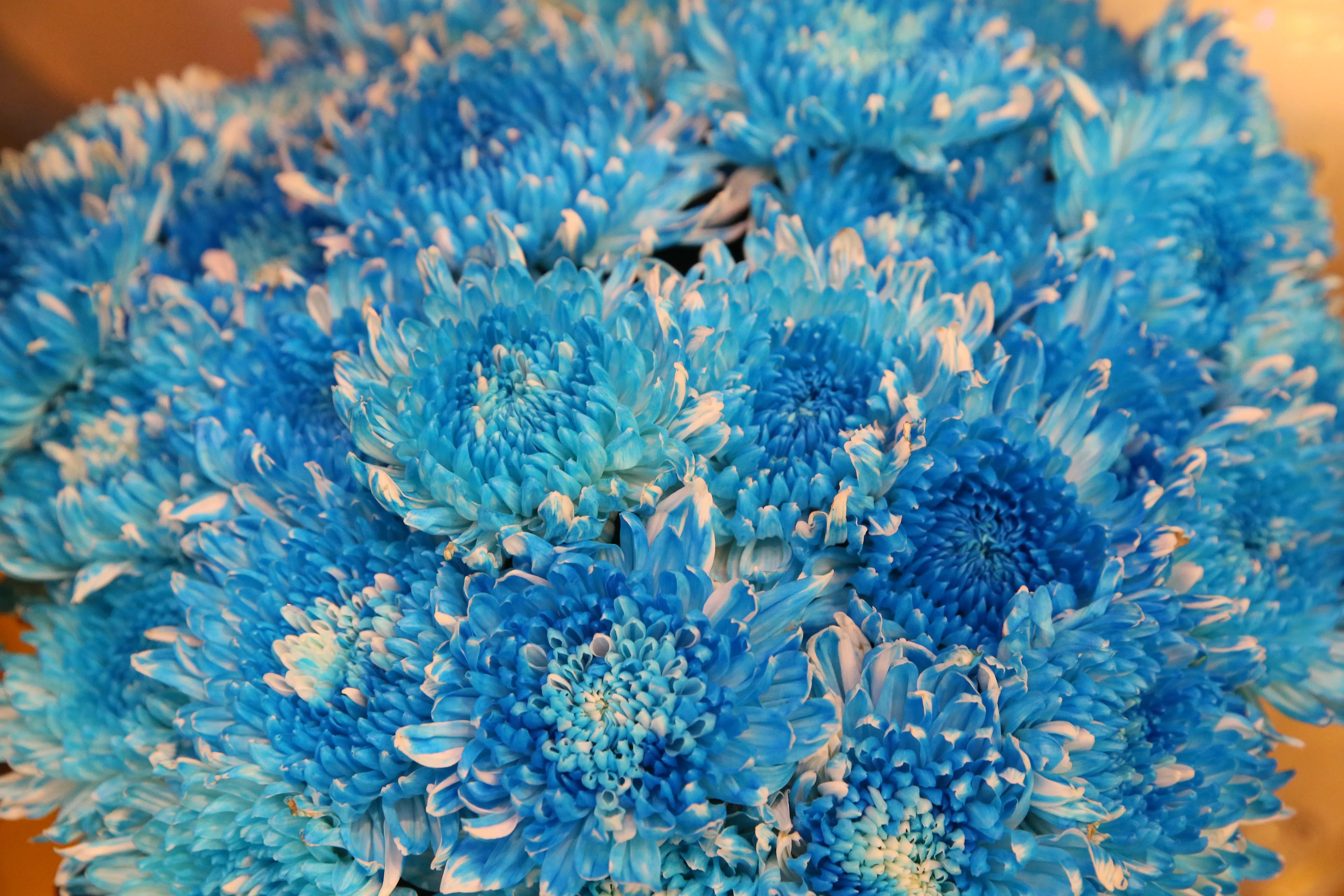 开封第十届国际菊花展8k高清视频,开封菊花文化节隆重开幕