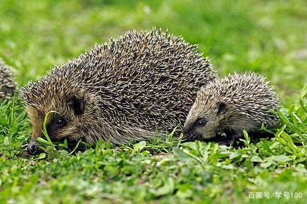 中国有可爱的刺猬吗,世界上真正的刺猬