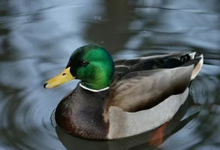 2019十大养殖品种图片,这两年最火的养殖品种