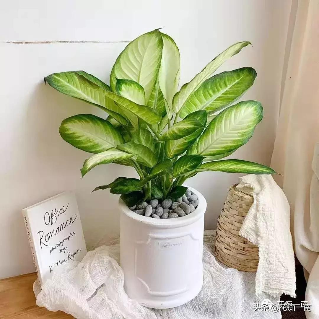 教师节应该送老师什么花用纸叠,教师节送花送什么花图片