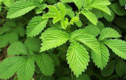 整合——28种青草药，赶快收藏备用！