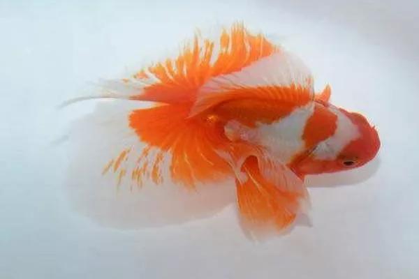 整顿箱养兰寿金鱼饲养技巧,兰寿金鱼怎么饲养长得快