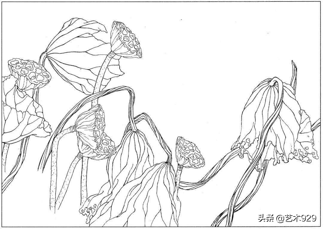 适合初学者的荷花白描画稿,荷花小品实用白描画稿