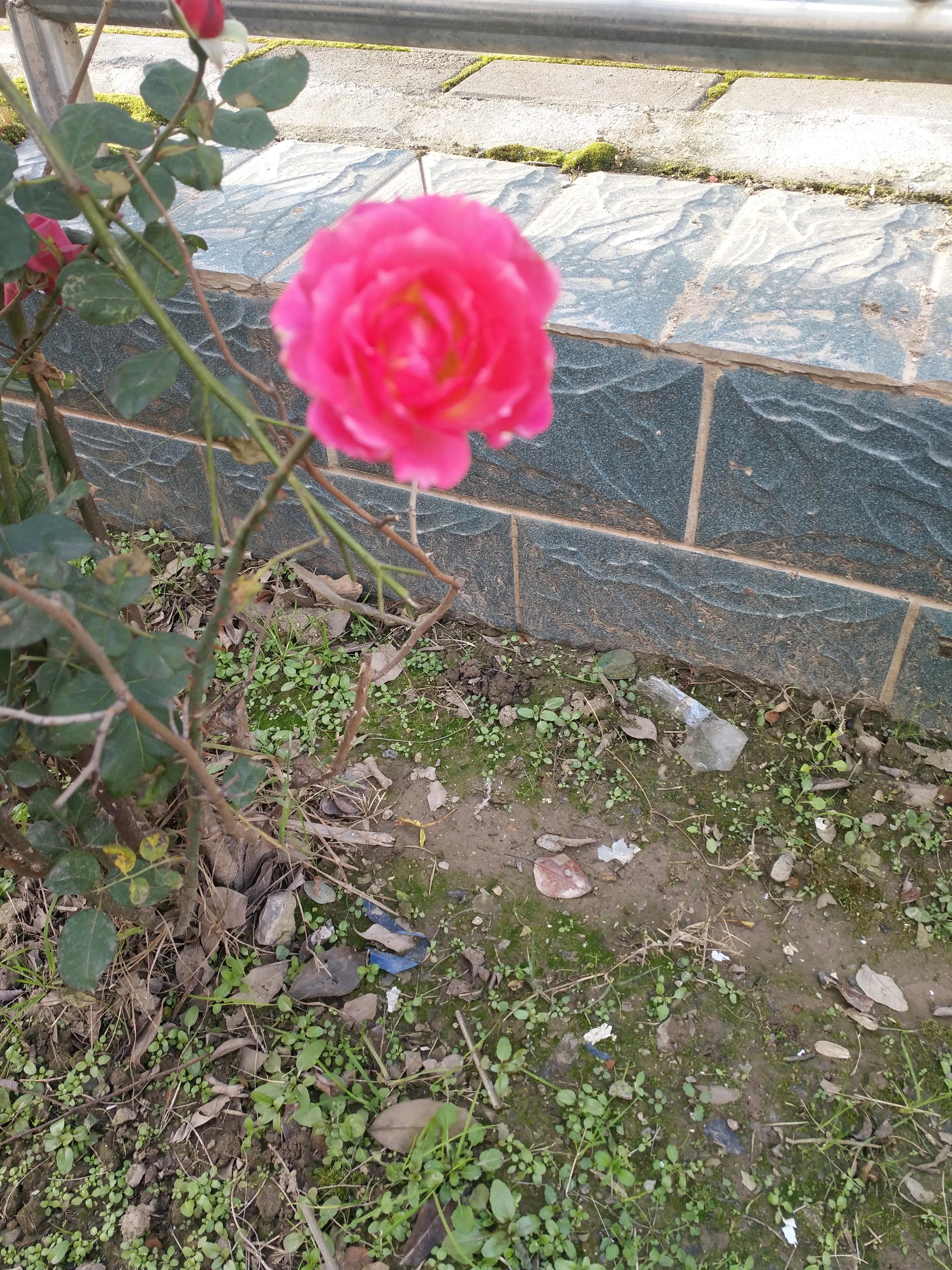 再听那些花儿,播放那些花儿