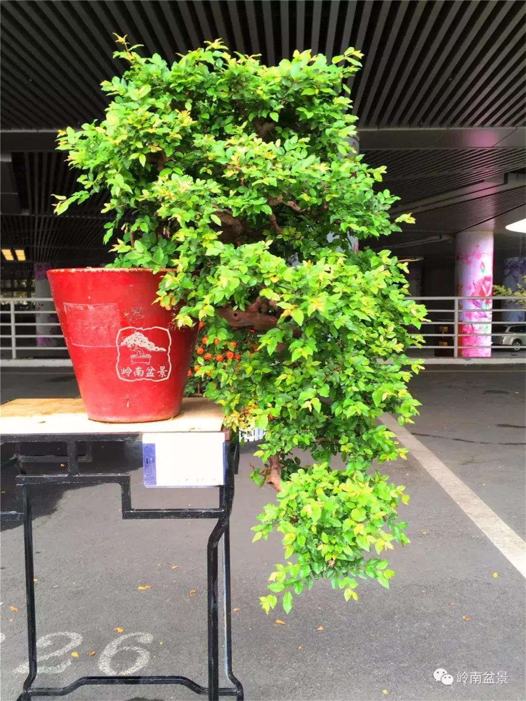 造型极美的盆景一起来欣赏,一组风吹出来的盆景欣赏动感十足