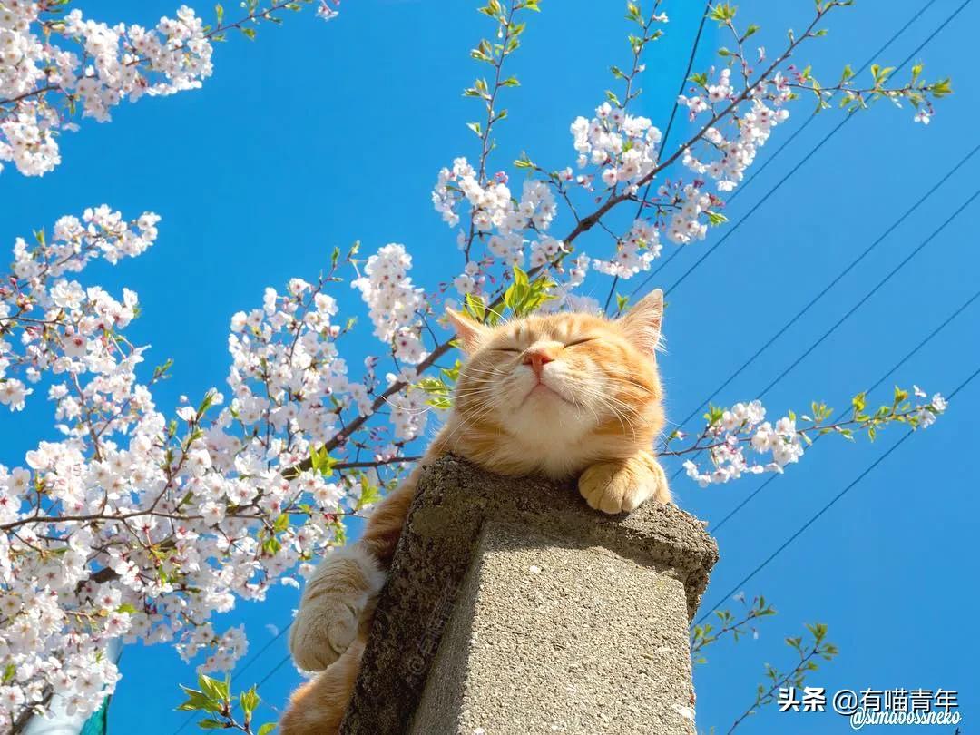 最可怕的5种猫,盘点很可怕的几种猫