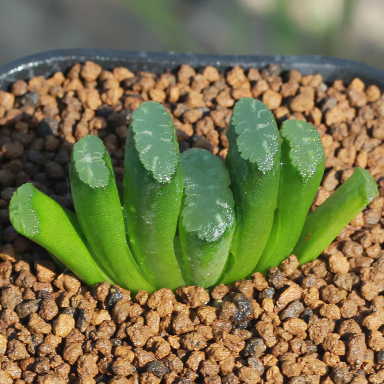 多肉条纹十二卷的养护方法,条纹十二卷多肉如何快速爆盆